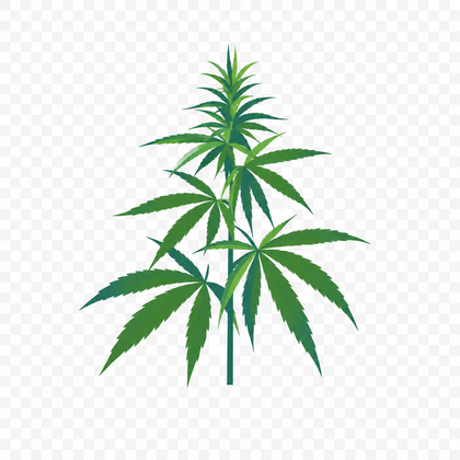 Hemp plant
