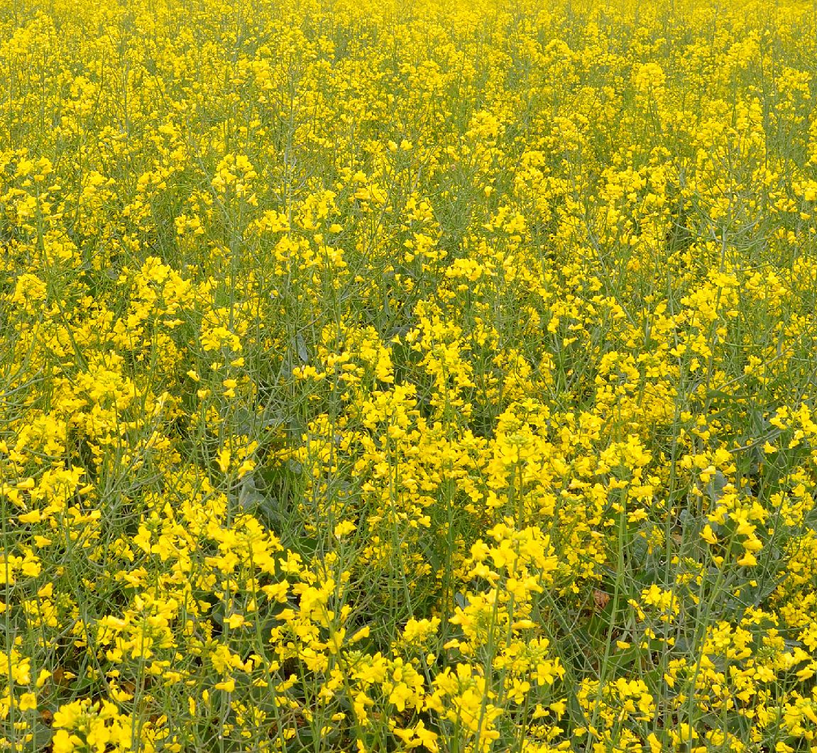 Rapeseed in full bloom